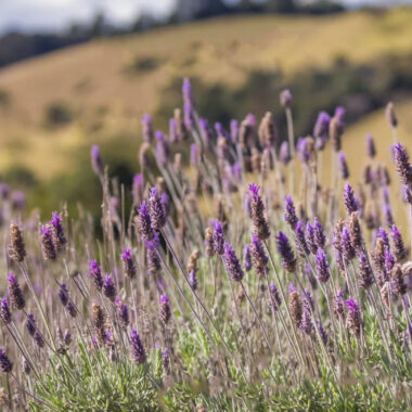 Lavanda: Relaxante e Terapêutico da Natureza