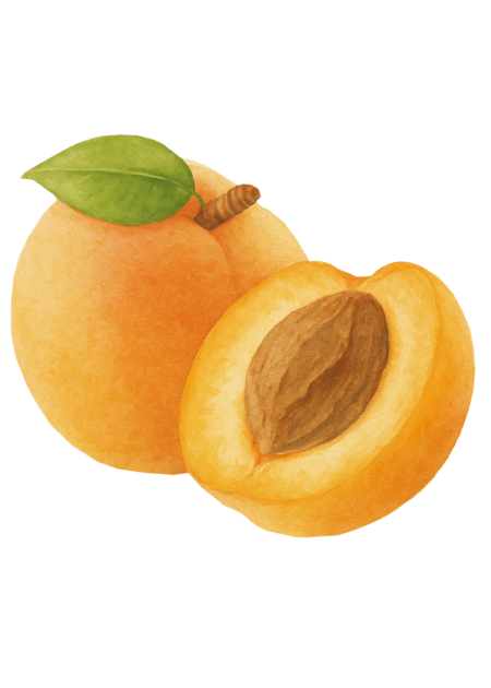 Ilustração de caroços de alperce usados para obter óleo nutritivo para a pele