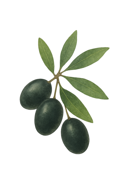 Ilustração de azeitonas usadas para produzir óleo de oliva ou azeite para a pele