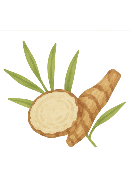 Ilustração da raiz de kapoor kachli usada em cuidados naturais do cabelo