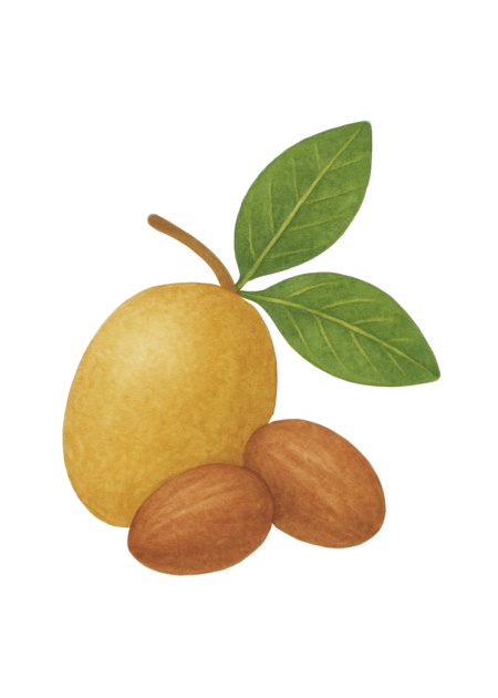 Ilustração de frutos de karité usados para produzir manteiga de karité