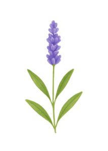 Lavanda