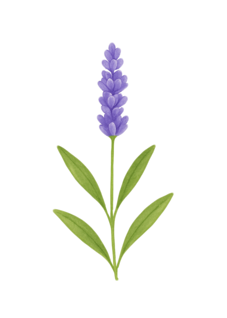 Ilustração de flores de lavanda usadas em cosmética natural