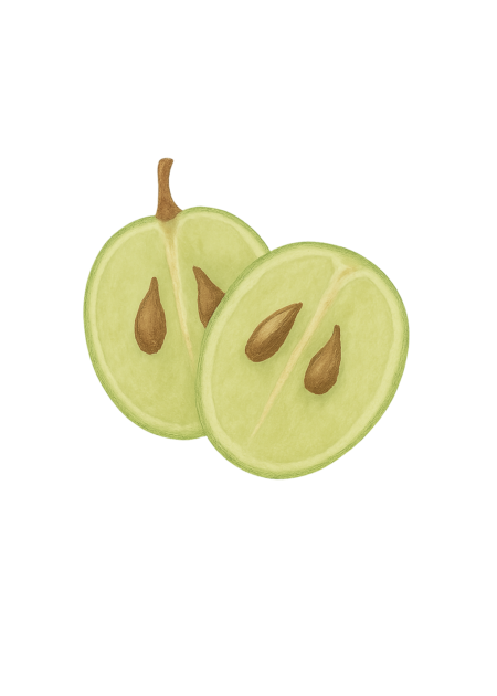 Ilustração de uvas usadas para produzir óleo de grainha de uva