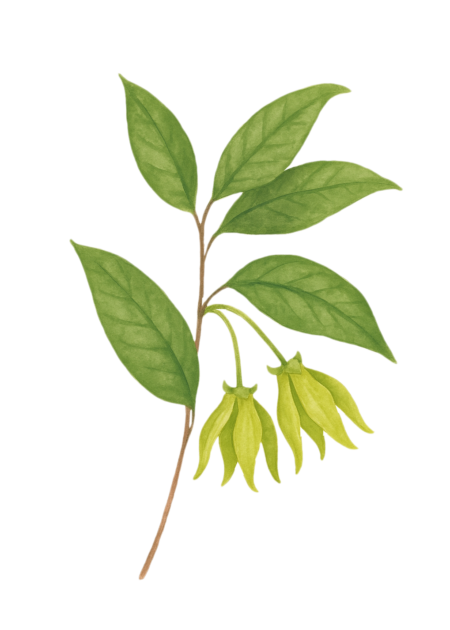 Ilustração de flor de ylang ylang usada em cosmética natural