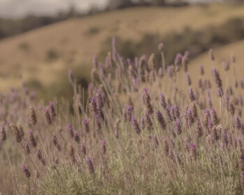 campo de lavanda natureza