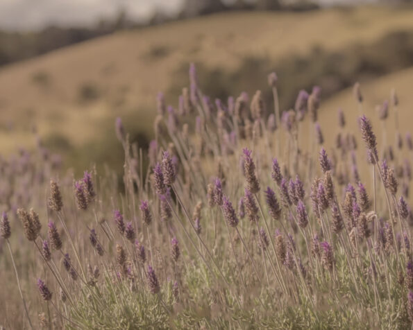 campo de lavanda natureza
