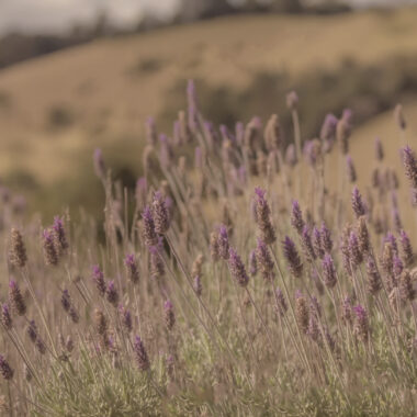 Lavanda: Relaxante e Terapêutico da Natureza
