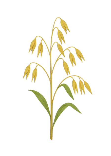 Ilustração de grãos de aveia usados na cosmética natural para acalmar a pele