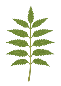Neem
