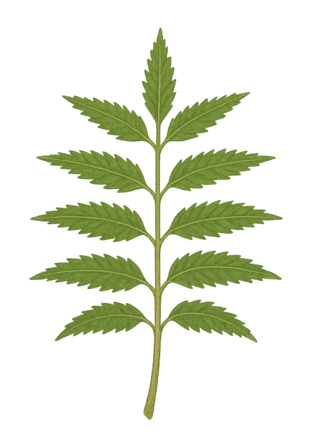 Ilustração de folhas de neem usadas em cosmética natural