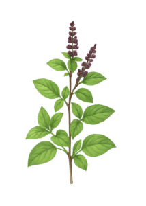 Tulsi