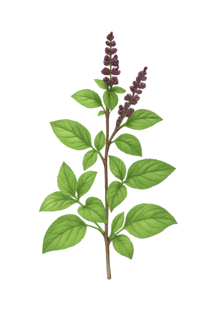 Ilustração de folhas de tulsi usadas em cosmética natural