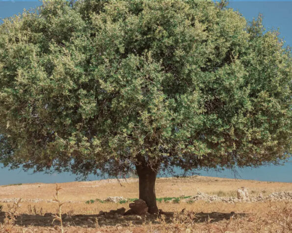 árvore de argão origem do óleo de argão para a pele