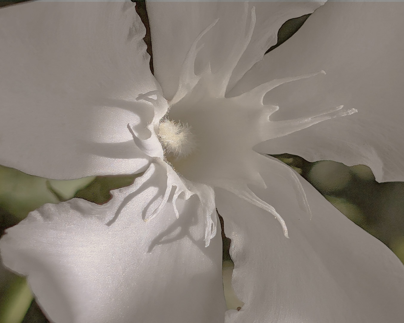 ingredientes florais utilizados na cosmética natural para nutrir e suavizar a pele