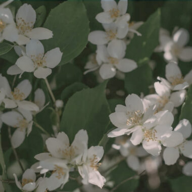 Jasmim – O Aroma da Renovação na Pele e no Espírito