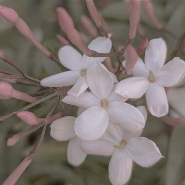 Jasmim – O Aroma da Renovação na Pele e no Espírito