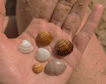 cuidados com a pele no verão inspirados na natureza e na cosmética natural